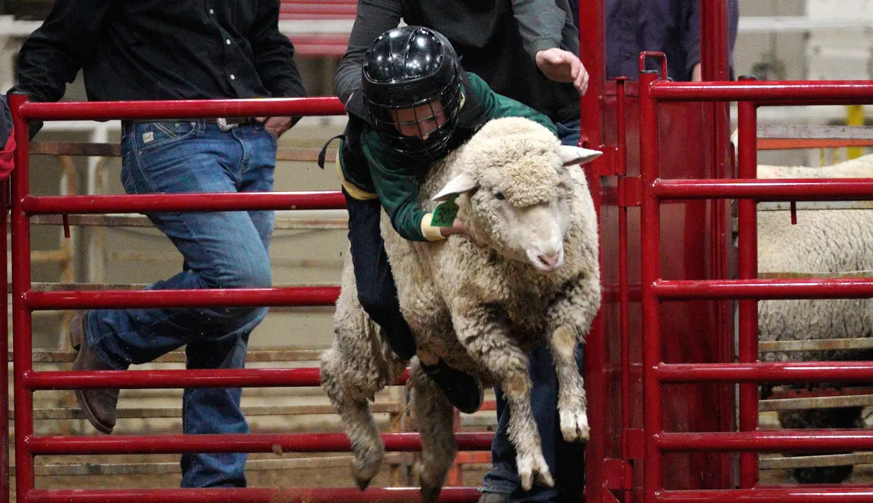 Seorang anak saat menunggangi seekor domba selama acara "Mutton Bustin '" di National Western Stock Show di Denver, Colorado, (16/1). Anak-anak yang memegang paling lama menerima banyak poin. (AFP/Photo/Rick T. Wilking)