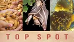 (liputan6.com)