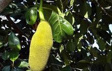 Tips Merebus Daun Nangka untuk Kesehatan, Atasi Bekas Jerawat hingga Turunkan Risiko Diabetes