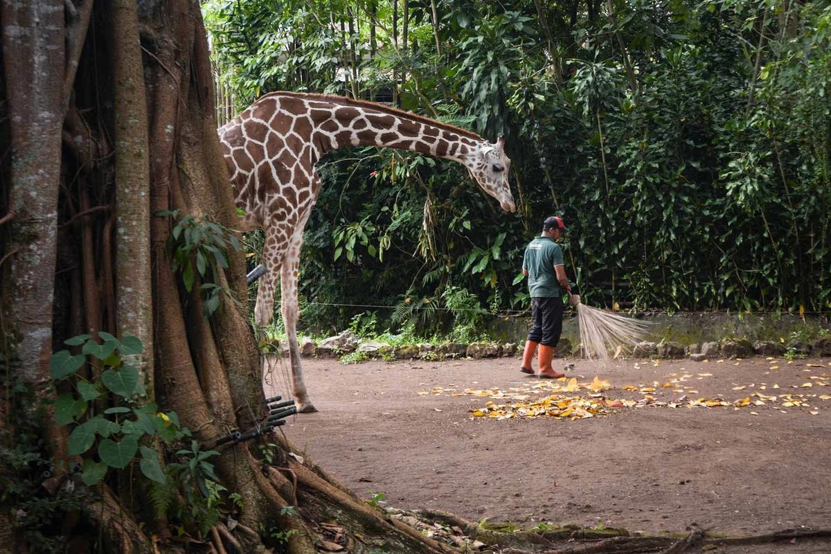 FOTO: Kebun Binatang Bandung Disorot Usai Kematian Dua Anak Harimau Bengal