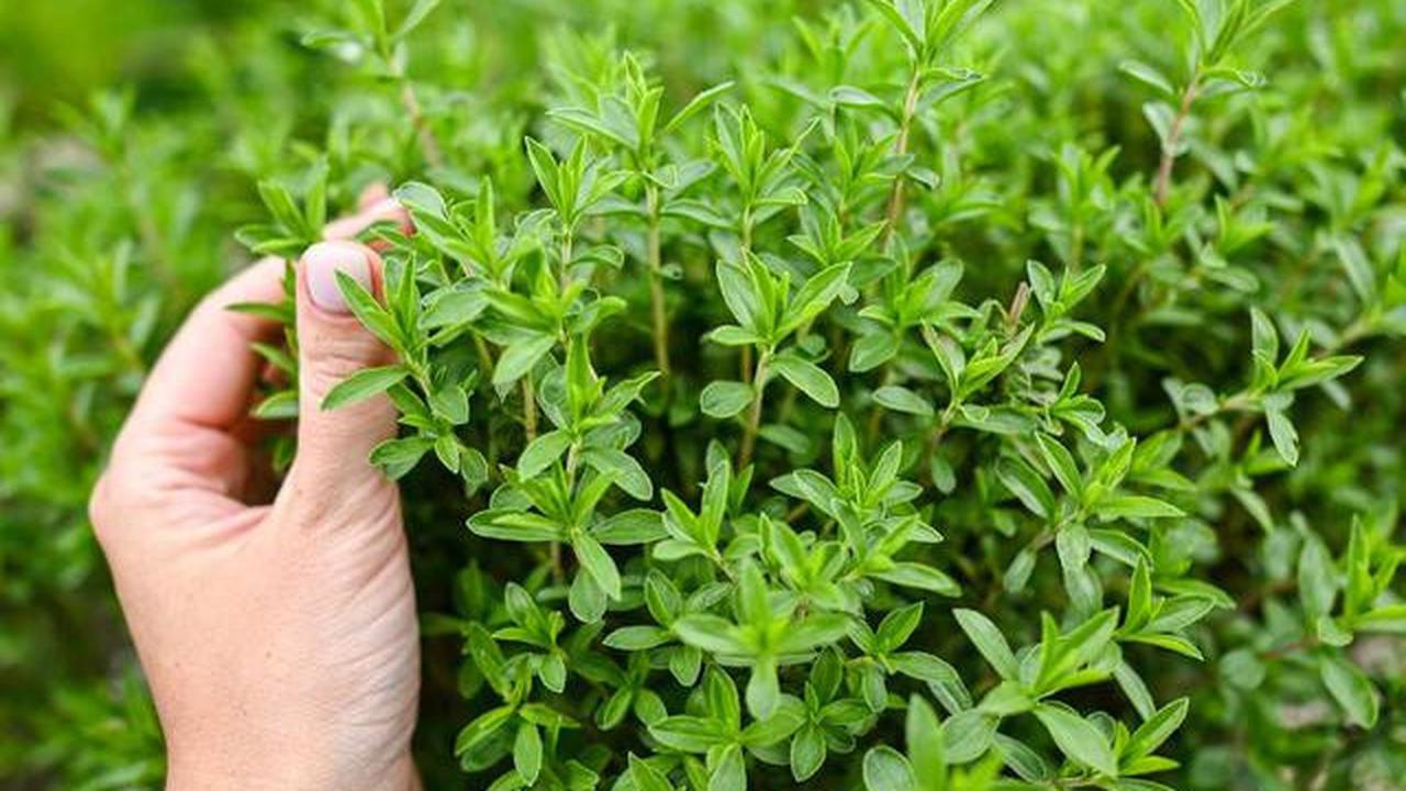 7 Jenis Tanaman Dapur di Kebun Mini yang Tidak Membutuhkan Banyak Air, Praktis dan Mudah Dirawat di Rumah
