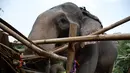 Seekor gajah menghancurkan rumah saat penggusuran di Suaka Margasatwa Amchang, Assam, India (27/11). Pasukan gajah ini diterjunkan untuk merobohkan rumah ilegal yang berada di kawasan hutan lindung. (AP Photo/Anupam Nath)