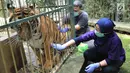 Dokter hewan yang juga aktivis Animal Sanctuary Trust Indonesia (ASTI)  memeriksa Harimau Sumatera (Panthera tigris sumatrae) bernama Eva yang merupakan hasil sitaan di tempat Pusat Transit Satwa Gadog ASTI Bogor, Senin (11/3). (merdeka.com/arie basuki)