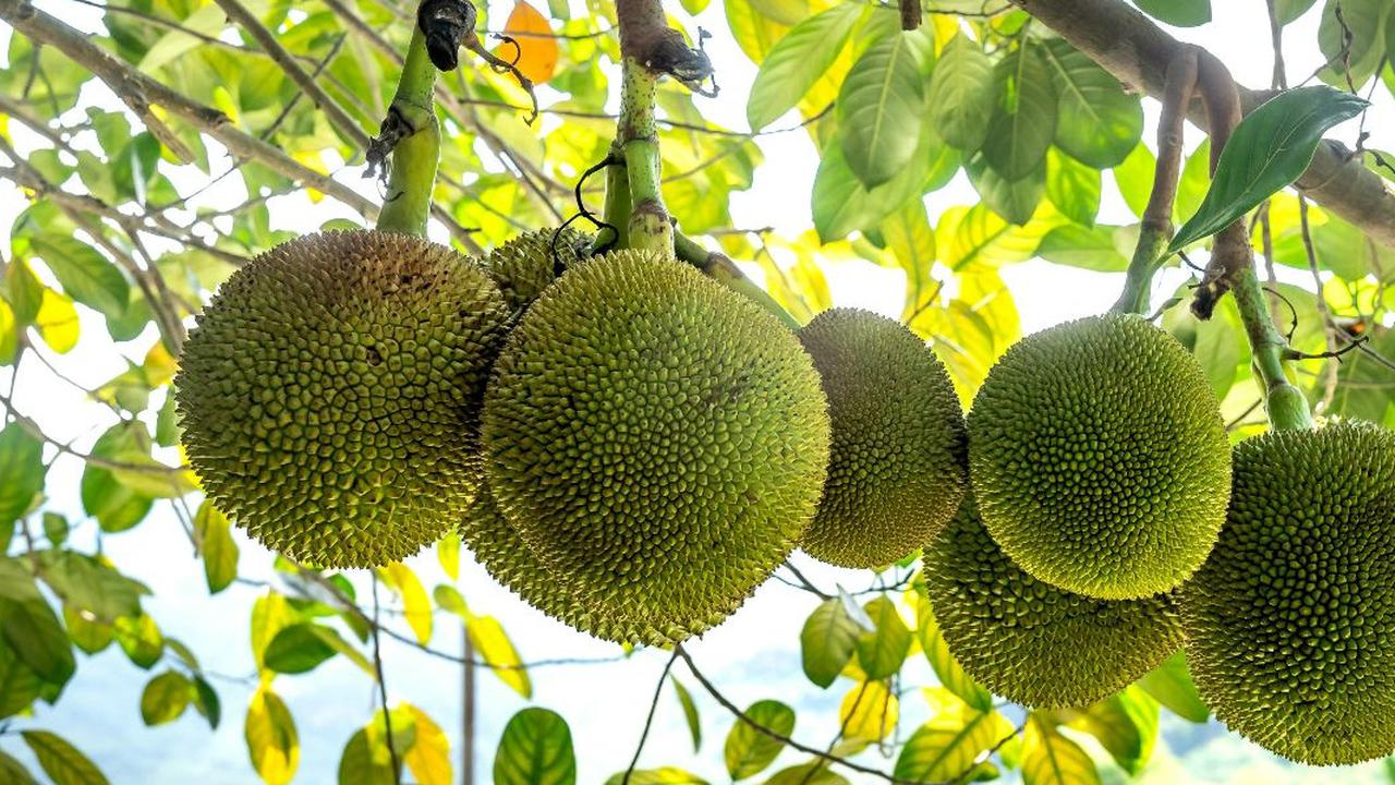Manfaat Kesehatan Tersembunyi Di Balik Buah Sukun yang Jarang Diketahui