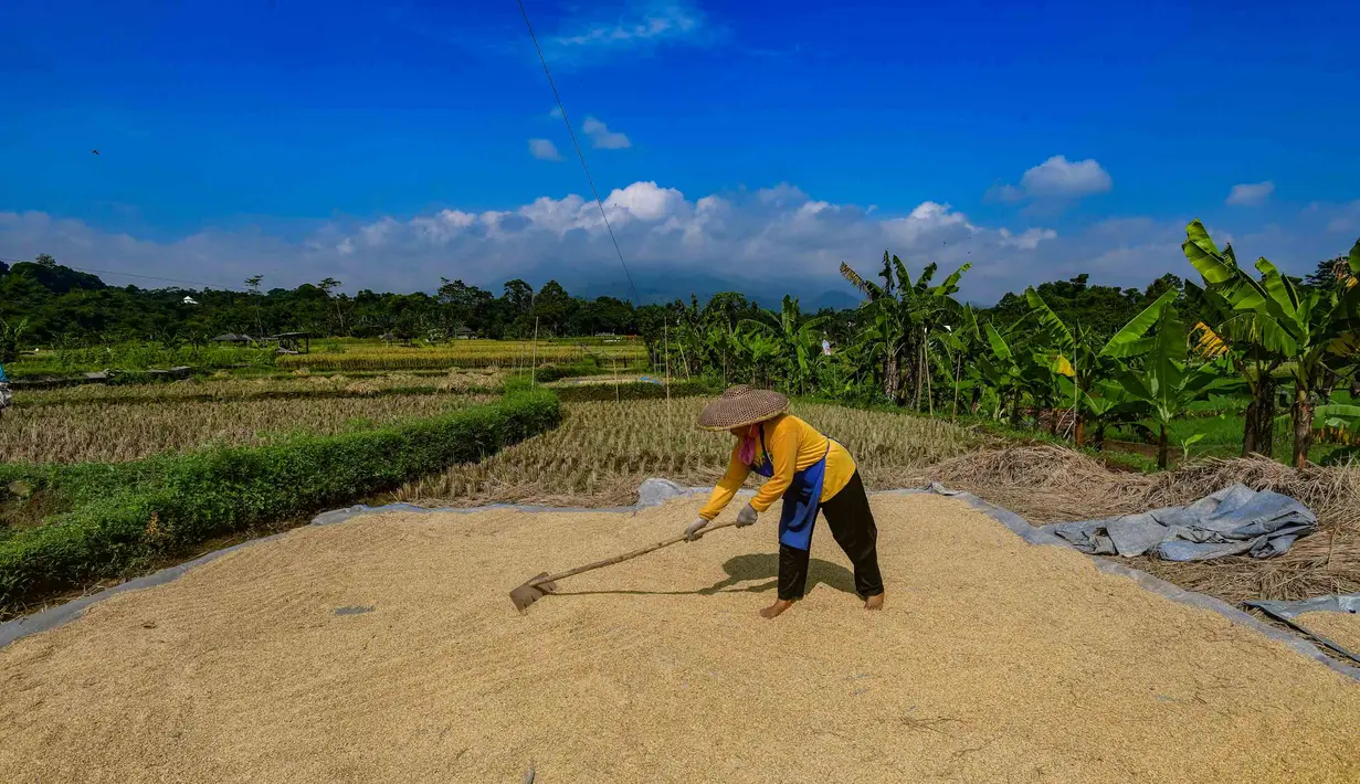 Percepatan penyerapan ini memperkuat ketahanan pangan nasional di tengah dinamika pasar global. Tampak dalam foto, petani memanen padi jenis Inpari 32 di Kampung Tematik Mulyaharja, Bogor, Jawa Barat, Rabu (6/5/2026). (merdeka.com/Arie Basuki)