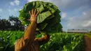 Seorang petani membawa daun tembakau di perkebunan tembakau di San Juan y Martinez, Provinsi Pinar del Rio, Kuba (24/2). Para peserta akan dibawa ke perkebunan tembakau terbaik di Pinar del Rio dan ke pabrik cerutu bersejarah. (AFP Photo/Yamil Lage)