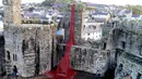 Sebuah karya seni bertajuk 'Jendela Menangis' karya seniman Paul Cummins dan desainer Tom Piper dipamerkan di Caernarfon Castle, Wales, Senin (17/10). (REUTERS / Rebecca Naden)