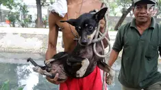 Seekor anjing setelah diselamatkan di gorong-gorong kali Gresik, Menteng, Jakarta Pusat, Rabu (23/5). Anjing yang terjebak selama 3 hari di gorong-gorong tersebut berhasil diselamatkan dan dibawa ke tempat penampungan. (Liputan6.com/Arya Manggala)