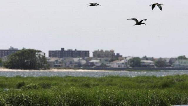 Burung-burung di sekitar bandara di New York terpaksa dibunuh demi menghindari terjadinya kecelakaan pesawat