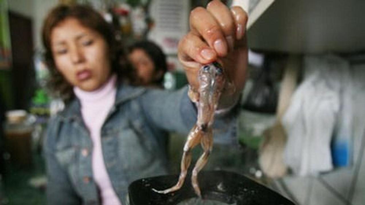 Katak yang dikuliti dalam kondisi hidup tersebut kemudian dimasukkan ke dalam blender. Yakzzzz!!!!!!!