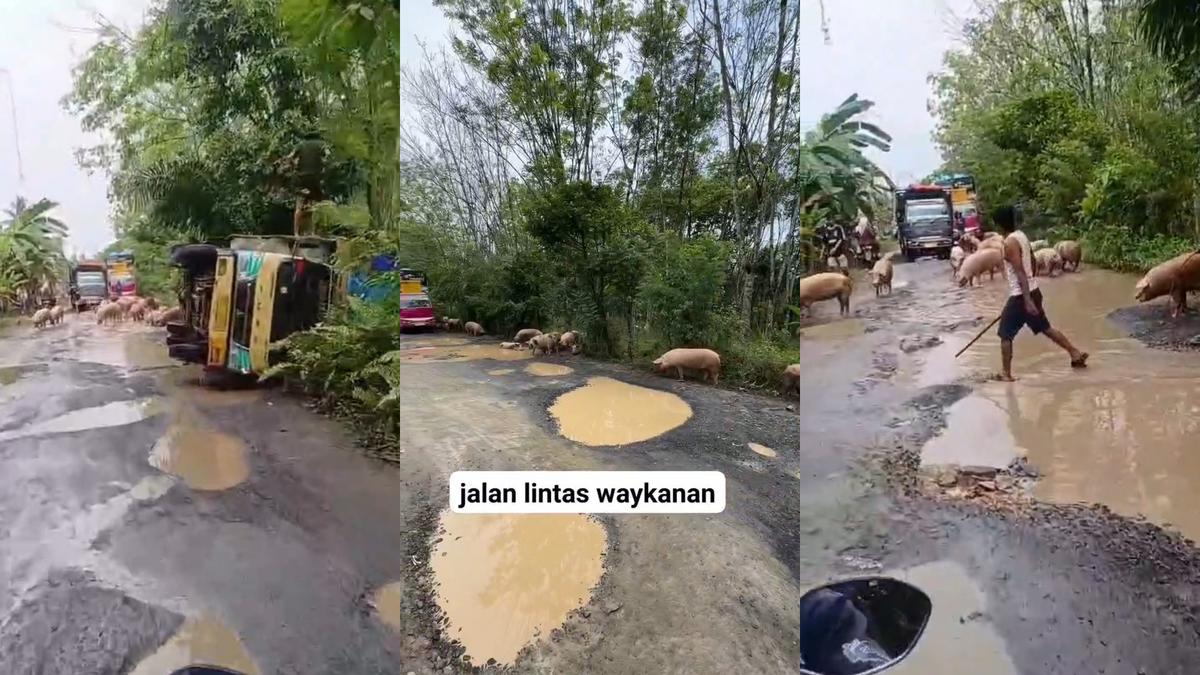 Viral Ratusan Babi Terguling dan Mandi Lumpur di Jalan