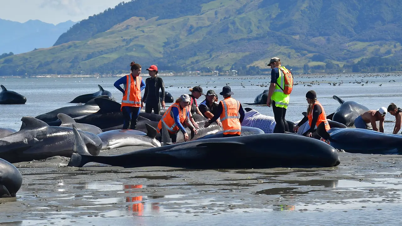 Aksi Para Relawan Selamatkan Paus Pilot di Selandia Baru