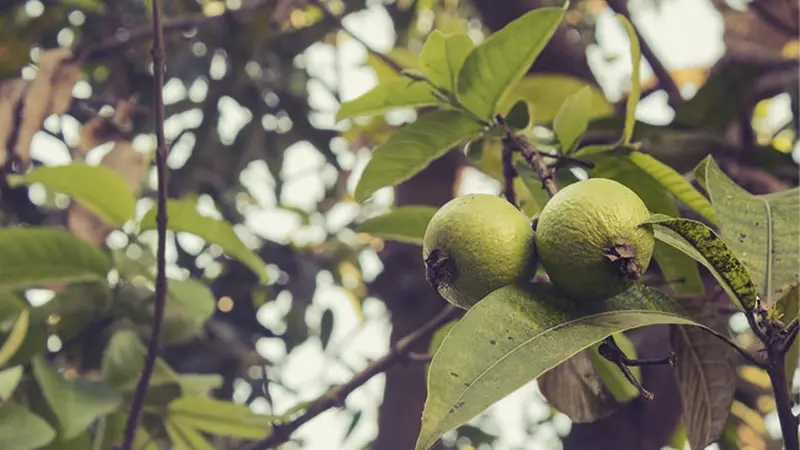 Hilangkan Jerawat hingga Keriput, Ini 4 Manfaat Daun Jambu