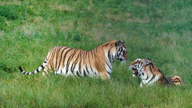 FOTO: Melihat Tingkah Harimau Siberia di Taman Hengdaohezi