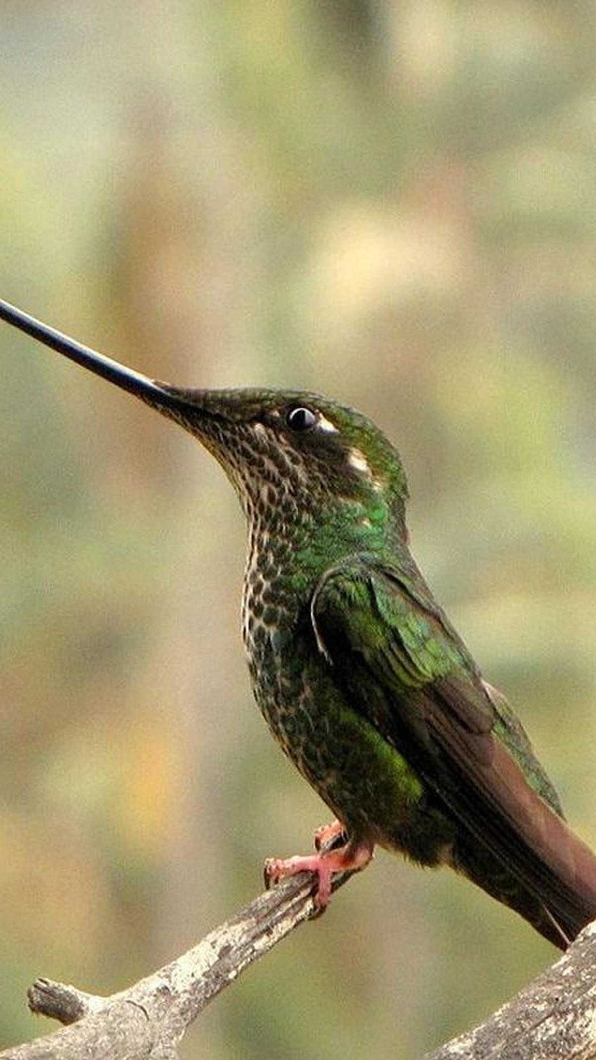 1. Burung Kolibri Berparuh Pedang<br>
