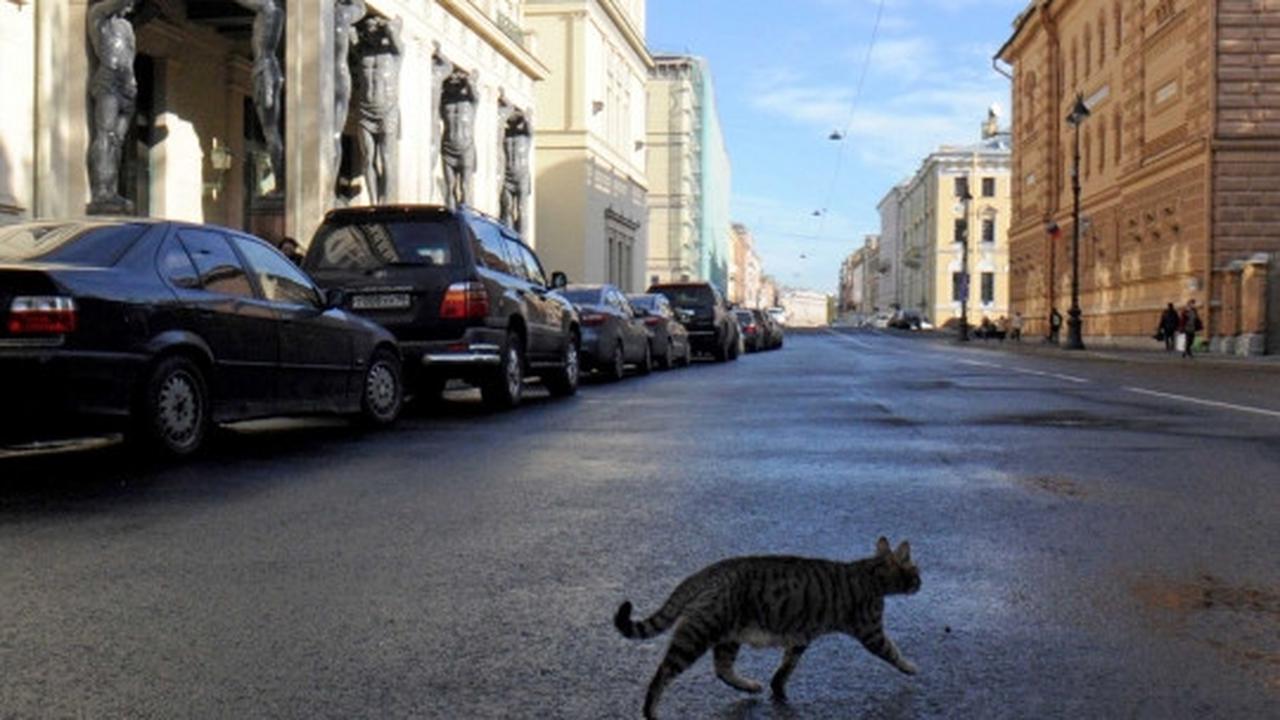Intip aksi kucing-kucing penjaga museum di Rusia
