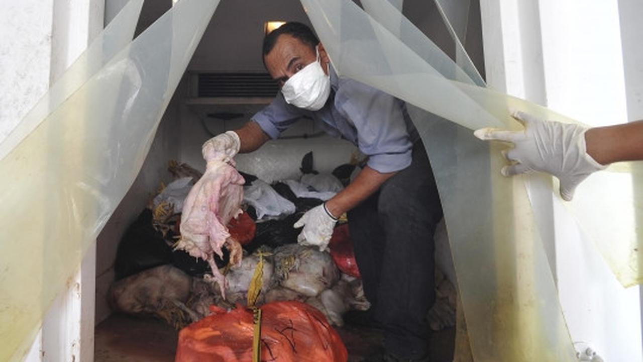 Puspitek musnahkan 1,5 ton ayam berformalin