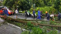 Pohon tumbang di Kota Batu di Jalan Raya Punten, Kota Batu pada Senin, 27 Februari 2022 akibat cuaca ekstrem (Foto : BPBD Kota Batu)&nbsp;&nbsp;