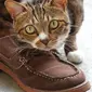 Ilustrasi kucing suka sepatu. (Foto: Pexels)