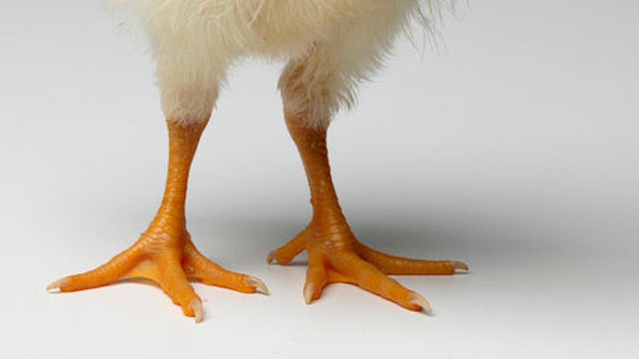 Kaki Prostetik untuk Ayam yang Dibanderol 33,74 Juta Rupiah