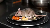 Ramai Hantavirus di Kapal Pesiar, Ketua IDAI Soroti Kebiasaan Sepele Ini