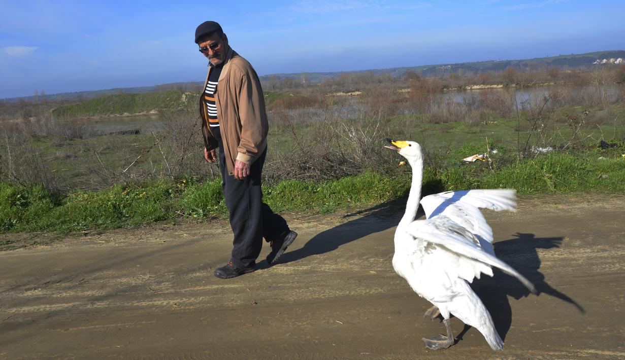 Recep Mirzan, seorang pensiunan tukang pos, berjalan-jalan dengan Garip, seekor angsa betina di pinggiran Karaagac, di provinsi Edirne, Turki, 6 Februari 2021. Mirzan yang sudah berusia 63 tahun mengatakan bahwa Garip telah setia kepadanya dan memilih untuk tetap di sisinya. (AP Photo/Ergin Yildiz)