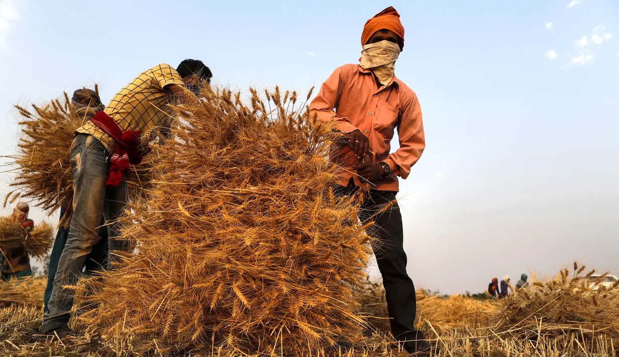 Petani India memanen tanaman gandum di desa Ganeshpur, di distrik Sonbhadra, negara bagian Uttar Pradesh, India, Minggu (11/4/2021). India kemungkinan akan memanen rekor 109,24 juta ton gandum tahun ini, kata kementerian pertanian. (AP Photo/Rajesh Kumar Singh)