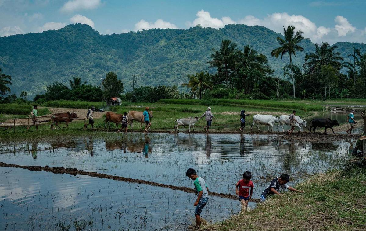 FOTO: Pacu Jawi Kembali Hidupkan Tradisi Sawah Berlumpur