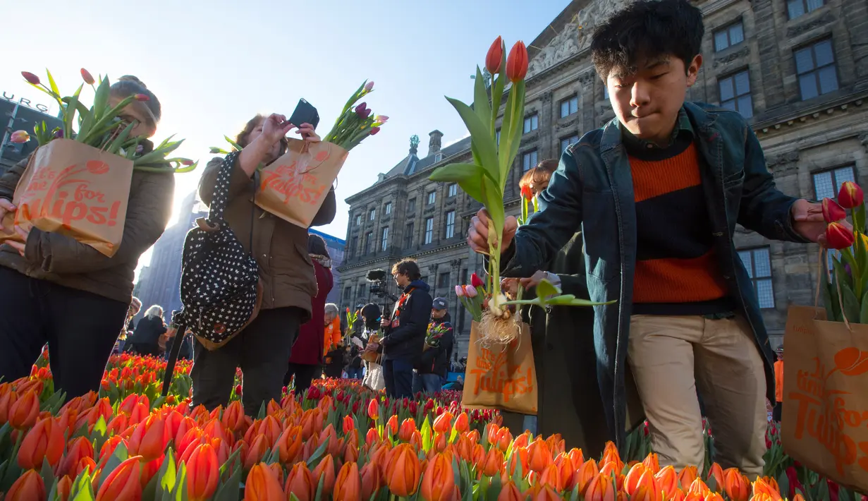 Seorang pria memetik tulip pada Hari Bunga Tulip Nasional di Dam Square, Amsterdam pada 19 Januari 2019. Pengunjung bisa memetik bunga tulip yang terhampar seluas 2.500 meter persegi secara cuma-cuma. (AP/Peter Dejong)