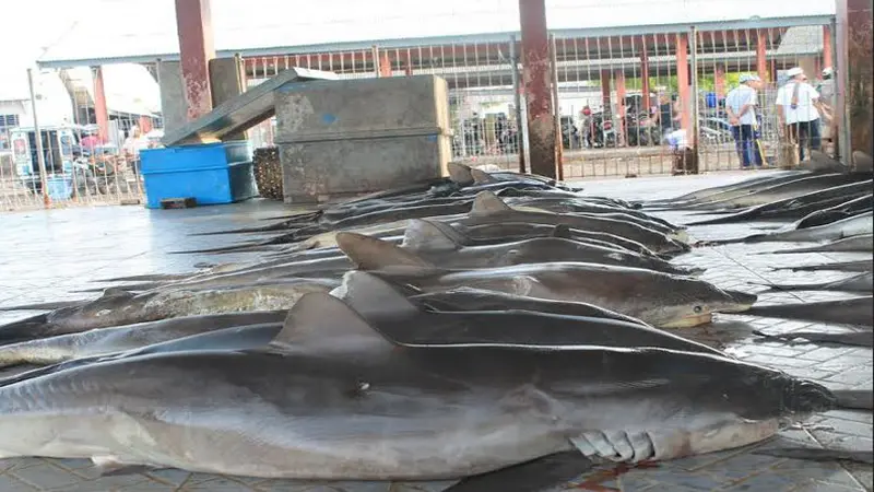 Nelayan Lombok Tangkap Hiu