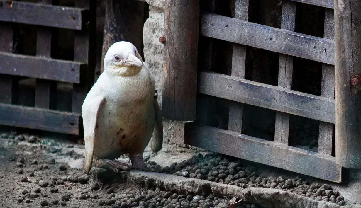 Seekor penguin albino diperlihatkan kepada publik untuk pertama kalinya di kebun binatang Gdansk, Polandia, 22 Maret 2019. Menurut petugas kebun binatang, penguin berusia tiga bulan tersebut merupakan satu-satunya albino. (Agencja Gazeta/Michal Ryniak via REUTERS)