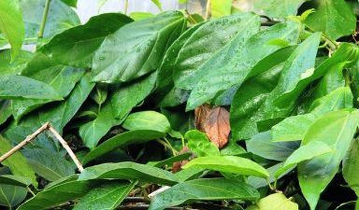 <b>Pilihan Cara Konsumsi Daun Cincau</b>