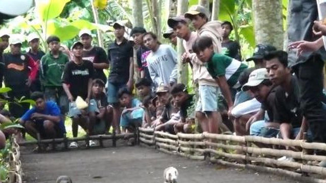 lomba karapan marmot