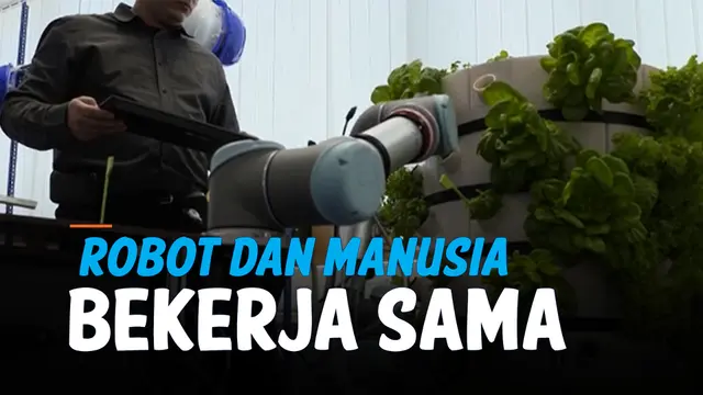 VIDEO: Untuk Kemajuan Industri Pertanian, Robot dan Manusia Saling Kerja Sama