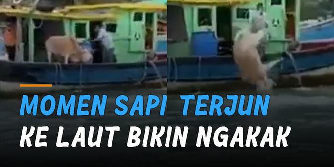 VIDEO: Tak Disangka, Momen Sapi Terjun Ke Laut Bikin Ngakak