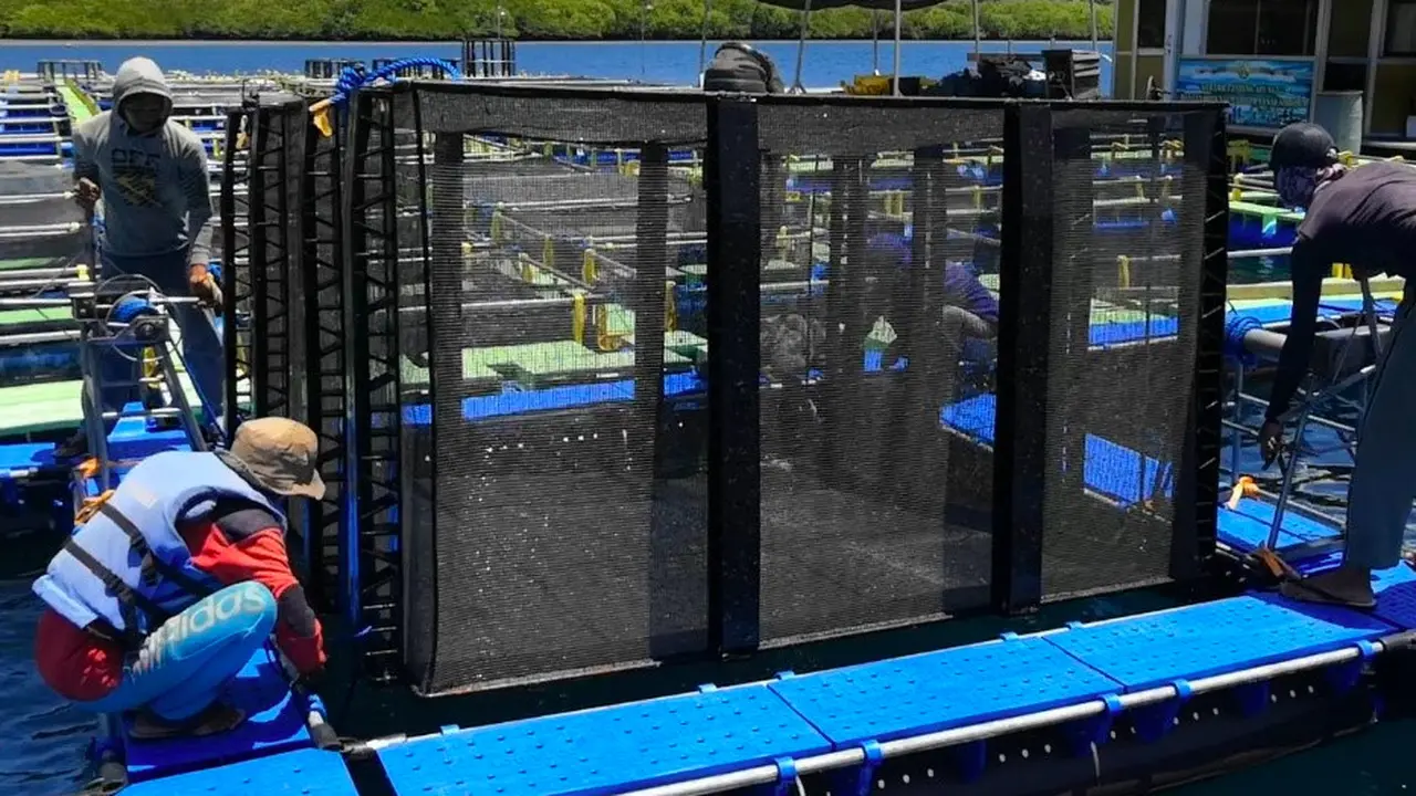 Uji Coba Sarana Budidaya Lobster Sistem Keramba Kerangkeng Terbenam Aquatec, Kerangkeng Terbenam L untuk Pembesaran Lobster (Liputan6.com/Doc: Aquatec)