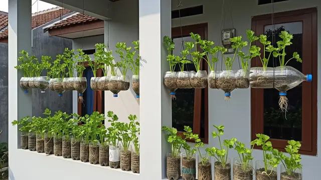 Kebun Sayur Seledri dari Botol Bekas yang Cocok untuk Hiasan Teras
