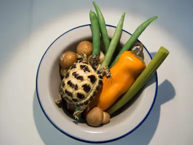 Gambar pada 24 September 2019 menunjukkan Turtle Soup alias sup kura-kura dari China dipamerkan di Disgusting Food Museum atau Museum Makanan Menjijikan di Nantes, Prancis. Pameran yang menampilkan 80 makanan paling menjijikkan di dunia ini berlangsung 3 November 2019. (LOIC VENANCE/AFP)