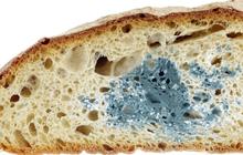Roti Berjamur, Dimakan atau Dibuang? Ini Tips Menyimpannya agar Tidak Cepat Rusak