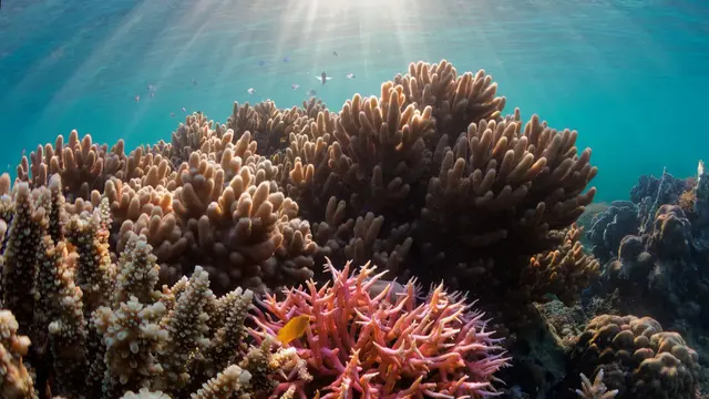 Pengalaman Eksklusif bersama AYANA Komodo [Dok/Ayana Komodo]