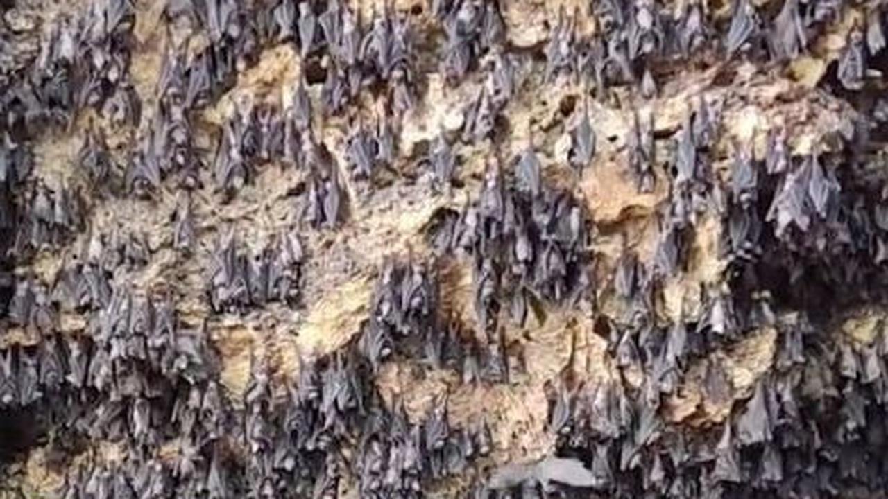Goa Ini Dulunya jadi Tempat Persembunyian Zaman Belanda, Sekarang Penuh Kelelawar dan Ikan yang Tak Boleh Dimakan