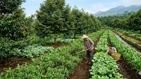 Perbedaan Pohon Buah Evergreen dan Musiman di Indonesia