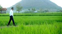 Presiden Jokowi menyusuri pematang sawah. (Instagram.com/jokowi)