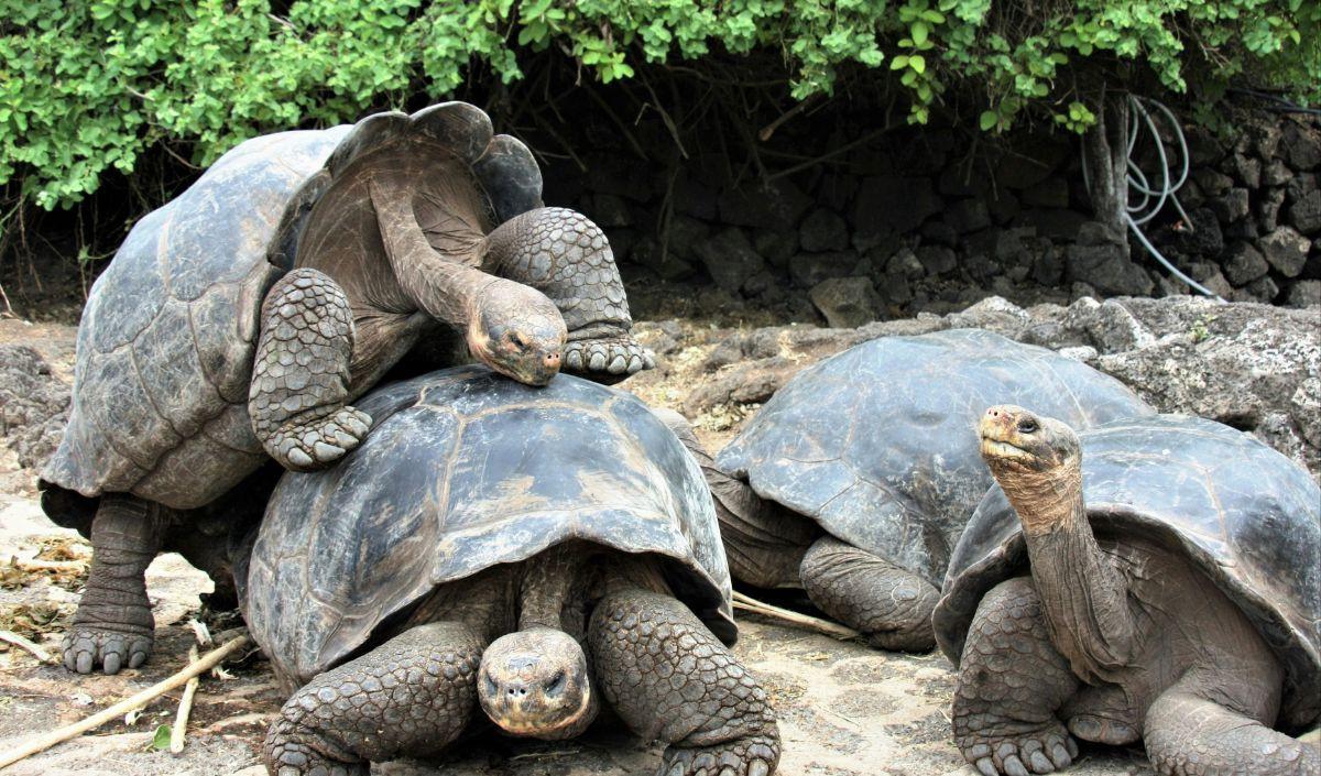 <b>Kura-kura Galápagos</b>