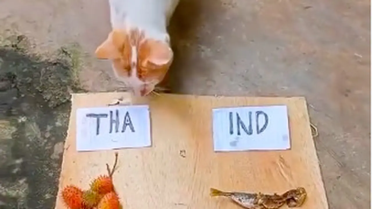 Viral Aksi Lucu Kucing Prediksi Final Piala AFF Indonesia vs Thailand
