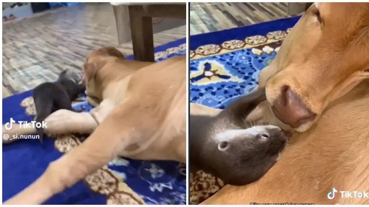 Aksi Berang-berang Ganggu Tidur Anak Sapi di Dalam Rumah Ini Jadi Sorotan