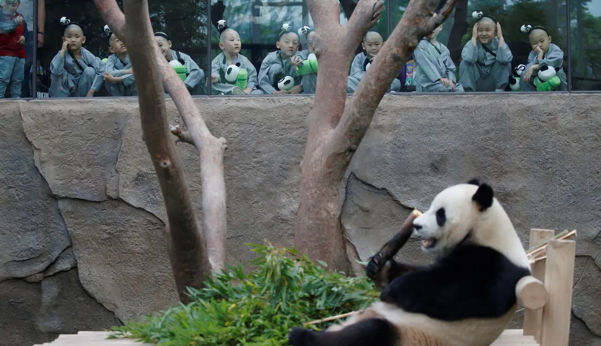 Sejumlah anak melihat Panda Lebao di taman hiburan Everland, Yongin, Korea Selatan, (9/5). Sepuluh orang anak diberikan kesempatan untuk mengalami kehidupan sebagai biksu selama dua minggu. ( (REUTERS / Kim Hong-Ji)