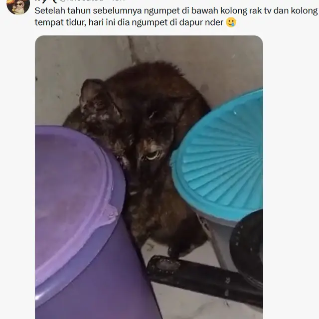 6 Potret Kucing Sembunyi Takut Dengar Kembang Api, Bikin Kasihan tapi Gemas