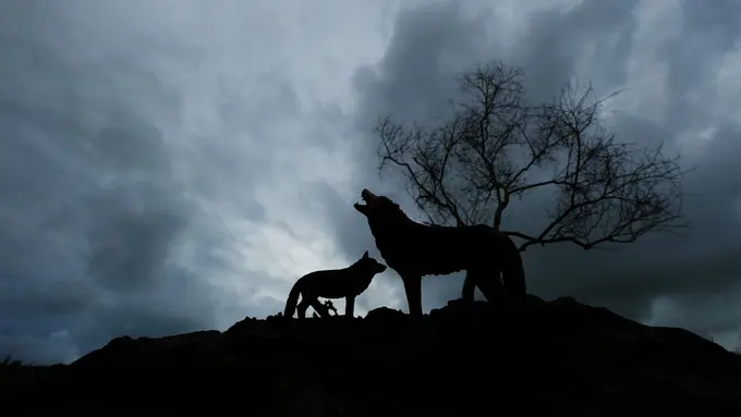 Foto 'Nyanyian Serigala' oleh Fauzie Helmy