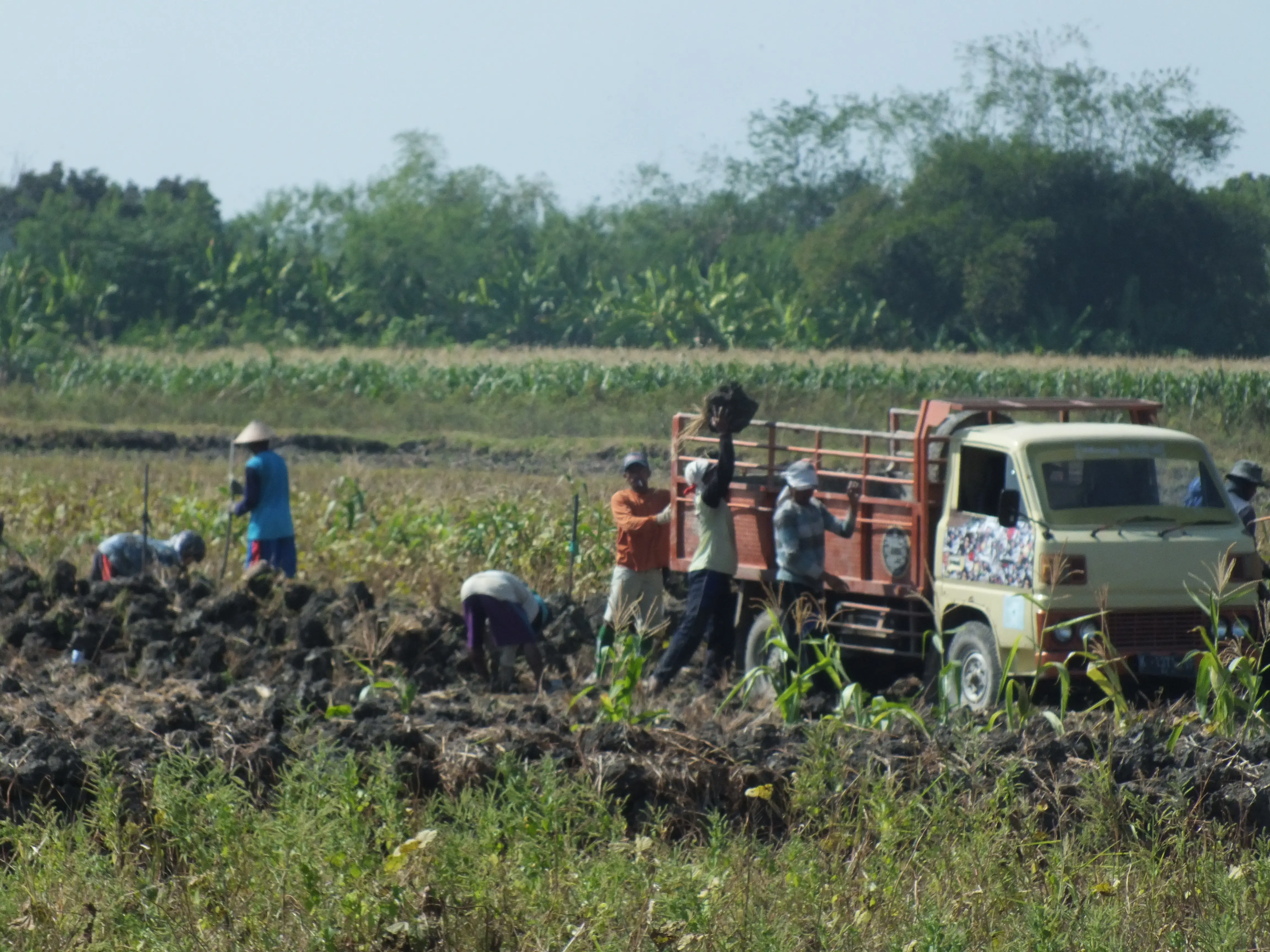 Warga menjual bongkahan tanah untuk bertahan hidup setelah sawah mereka tidak bisa ditanami karena tidak ada hujan.Foto: (Felek Wahyu/)